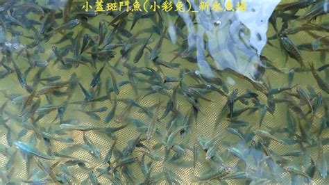 新水魚場|食農好好玩／彰化「哈哈漁場」體驗下水摸蛤仔、當漁。